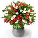 Más información de Tulipanes Bicolor