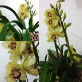 Más información de Orquídea Cymbidium Amarillo
