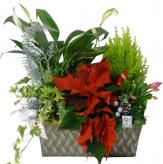 More information about Plantas Minigarden Premium