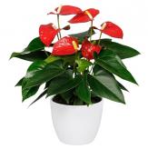 More information about Planta de Anthuriums Premium