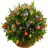 More information about TULIPS IN BOX 80 UNID.