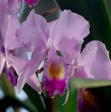 More information about Phalenopsis Oremium Orchid XL