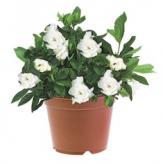 Más información de Planta de Gardenias Premium