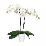 More information about Planta Phalenopsis Multiflor Deluxe