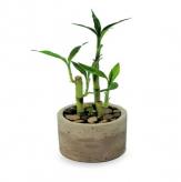 More information about Lucky Bamboo