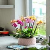 Más información de Decorativo Orquídeas Premium