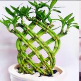 More information about Lucky Bamboo Trensado Deluxe